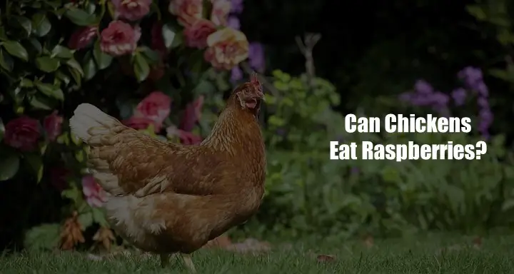 Can Chicken Eat Raspberries