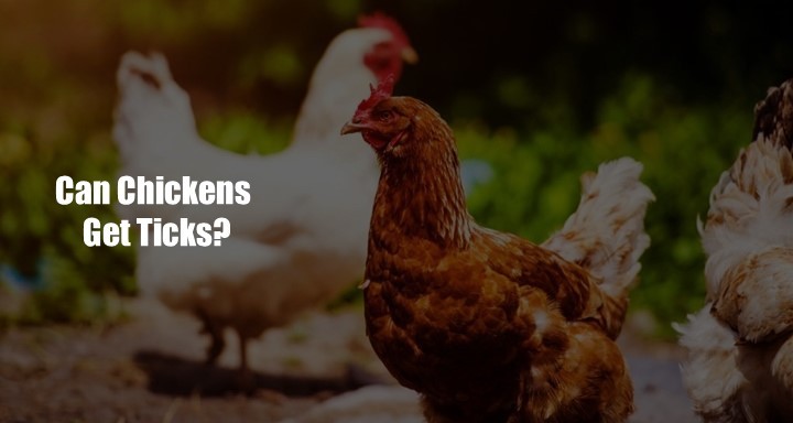 Can Chickens Get Ticks