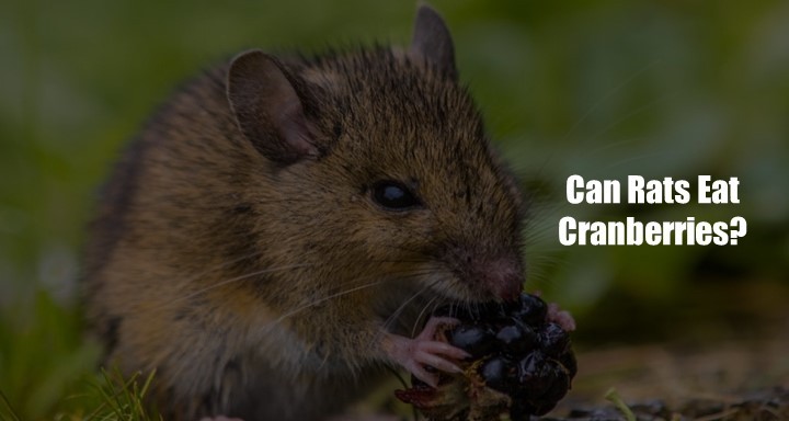 Can Rat Eat Cranberries
