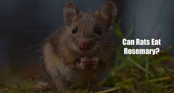 Can Rats Eat Rosemary