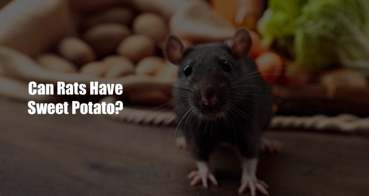 Can Rats Have Sweet Potato