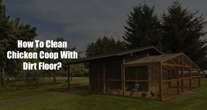 How To Clean A Chicken Coop With A Dirt Floor