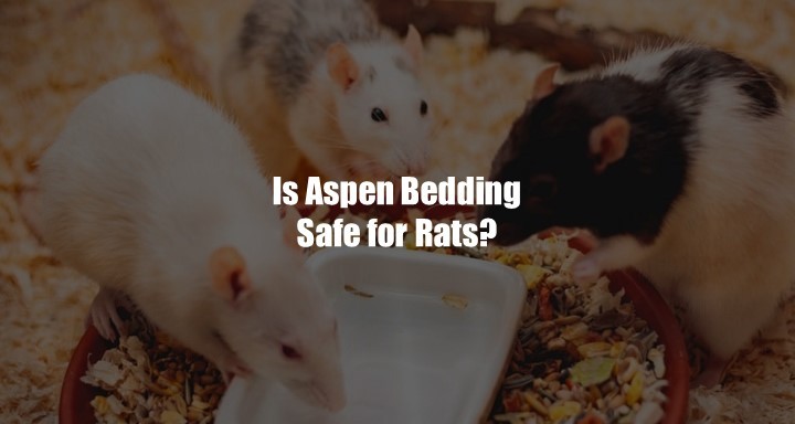 is-aspen-bedding-safe-for-rats-should-you-get-it