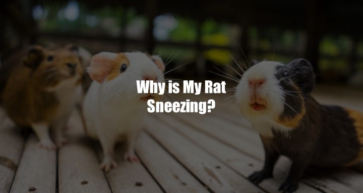 Rat Sneezing