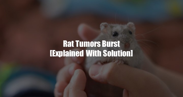 Rat Tumor Burst [Explained With Solution]