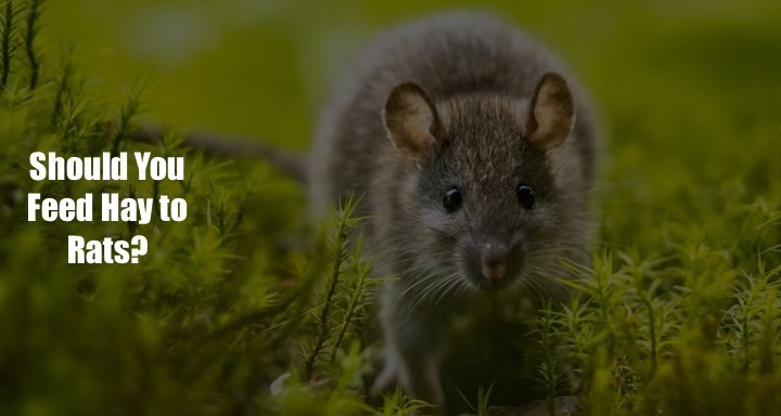 Should You Feed Hay to Rat