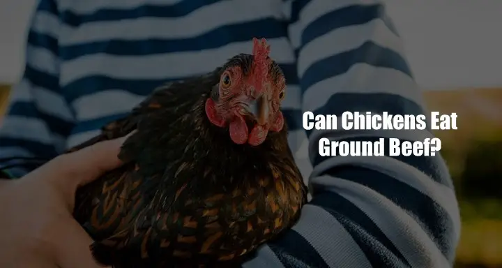 Can Chickens Eat Ground Beef