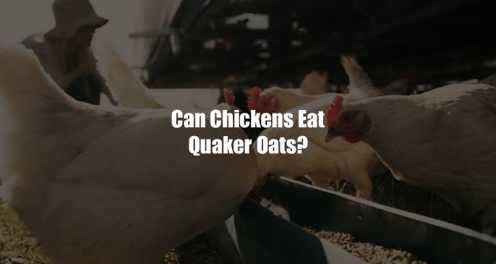 Can Chickens Eat Quaker Oat