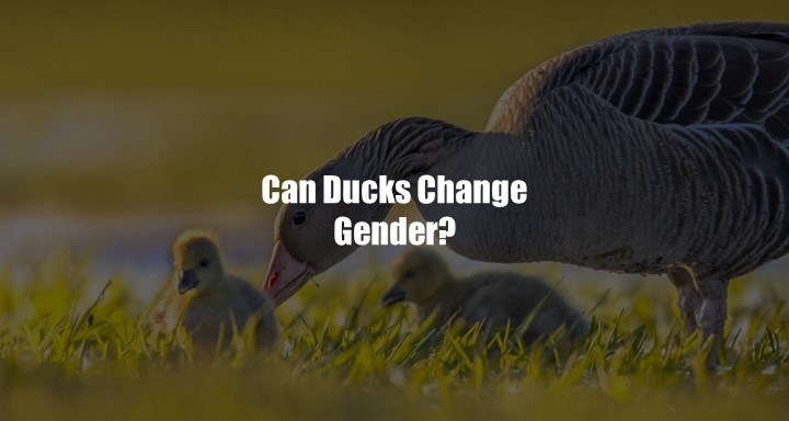 Can Ducks Change Gender