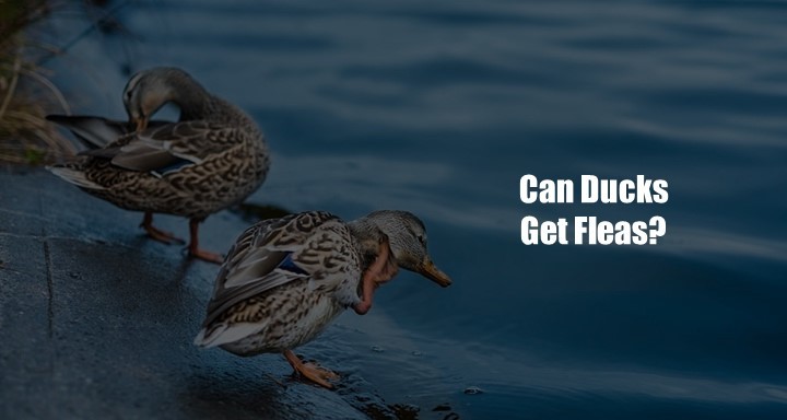 Can Ducks Get Fleas