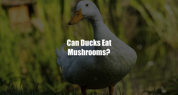 Can Ducks Eat Mushrooms