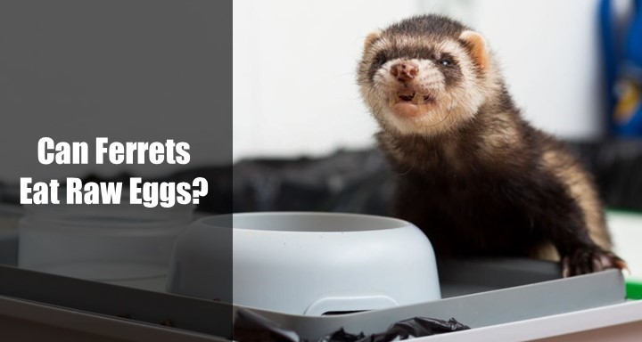 Can Ferrets Eat Raw Eggs? [Explained in Detail]