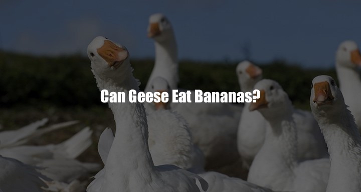 Can Geese Eat Bananas