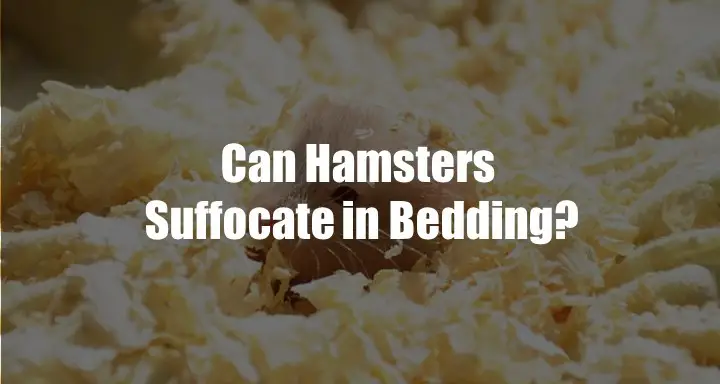 Can Hamster Suffocate in Bedding