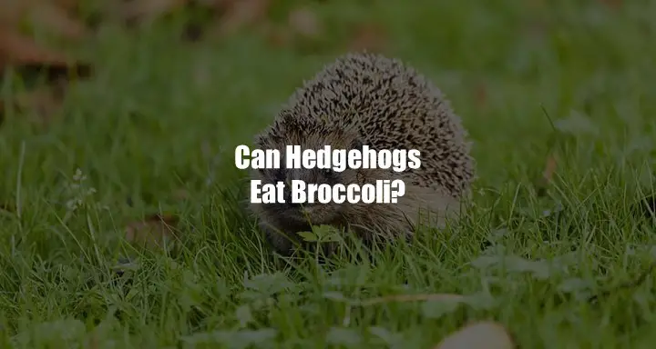Can Hedgehogs Eat Broccoli