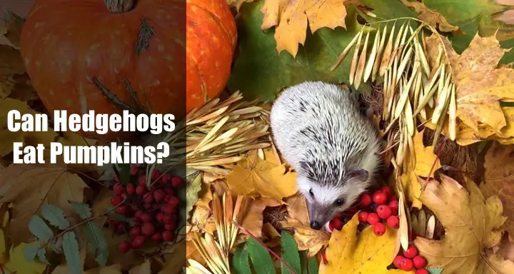 Can Hedgehogs Eat Pumpkins