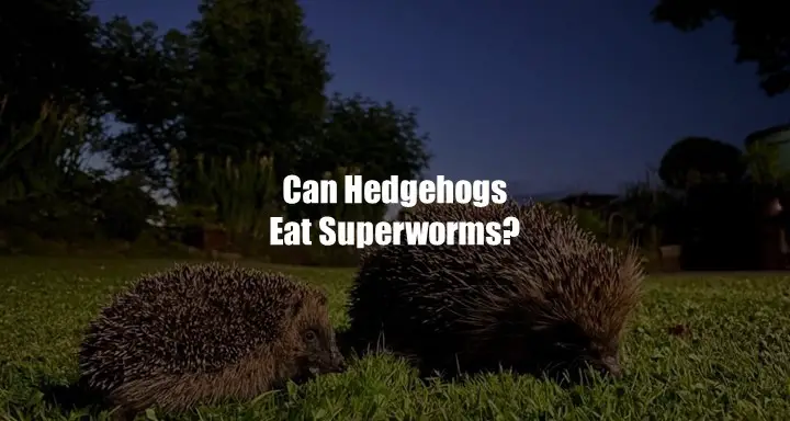 Can Hedgehogs Eat Superworms
