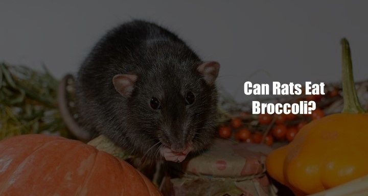 Can Rats Eat Broccoli