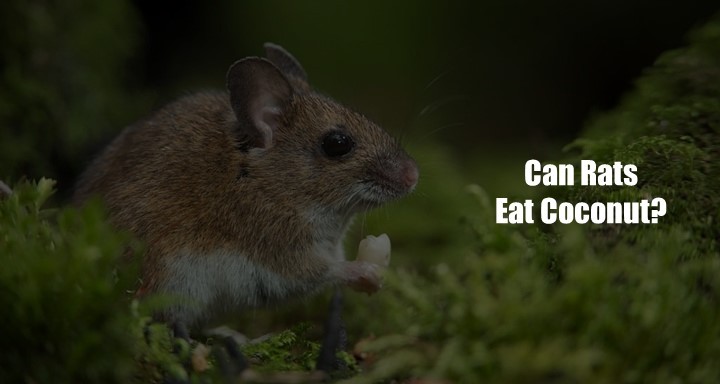 can-rats-eat-coconut-shocking-truth