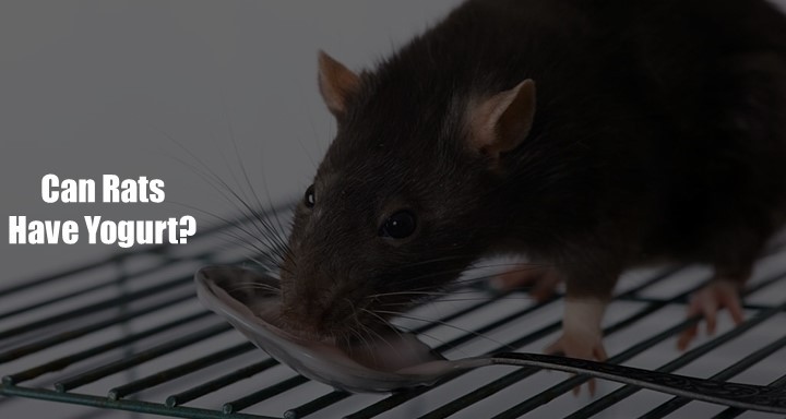 Can Rats Have Yogurt