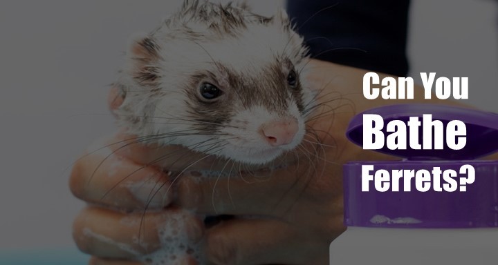 Can You Bathe Ferrets? [All You Need to Know!]