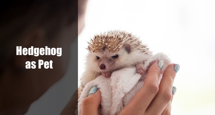 Can You Have Hedgehog as A Pet