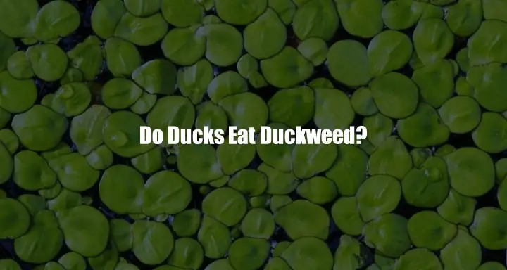 Do Ducks Eat Duckweed