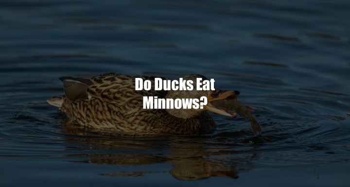 Do Ducks Eat Minnow