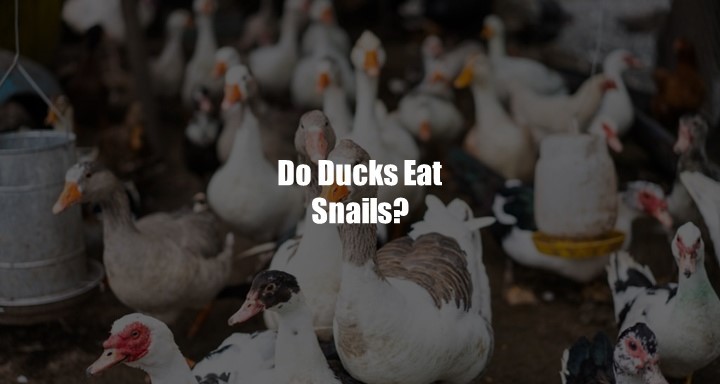 Do Ducks Eat Snails Slugs All You Need To Know - vrogue.co