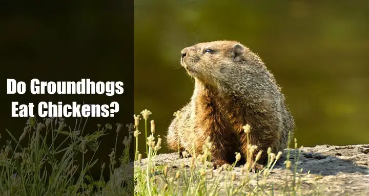 Do Groundhogs Eat Chickens? [Easier Explanation]