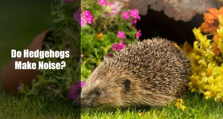Do Hedgehogs Make Noise
