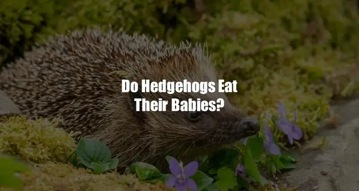 Do Hedgehogs Eat Their Babies