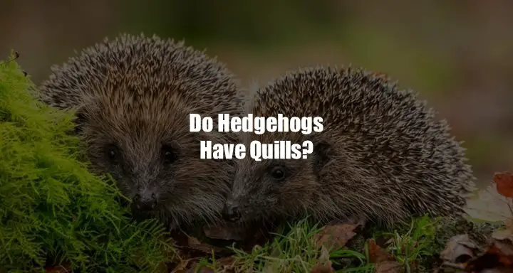 Do Hedgehogs Have Quills