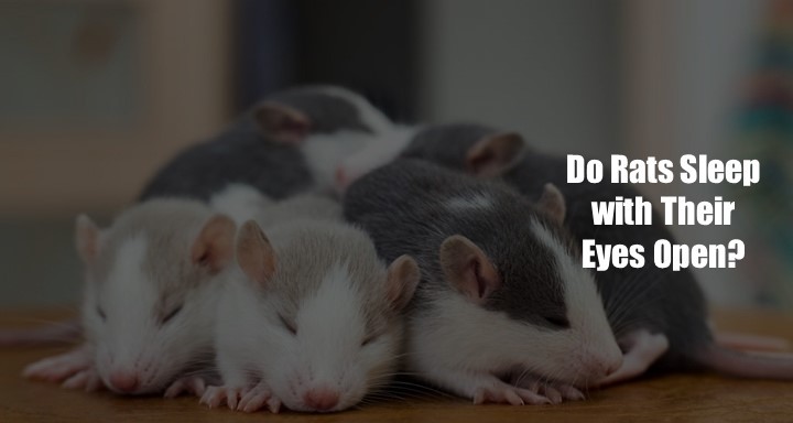 Rats Sleep The Open Eye Enigma Solved - k37jpwp