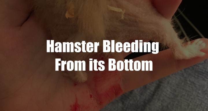 Hamster Bleeding From its Bottom