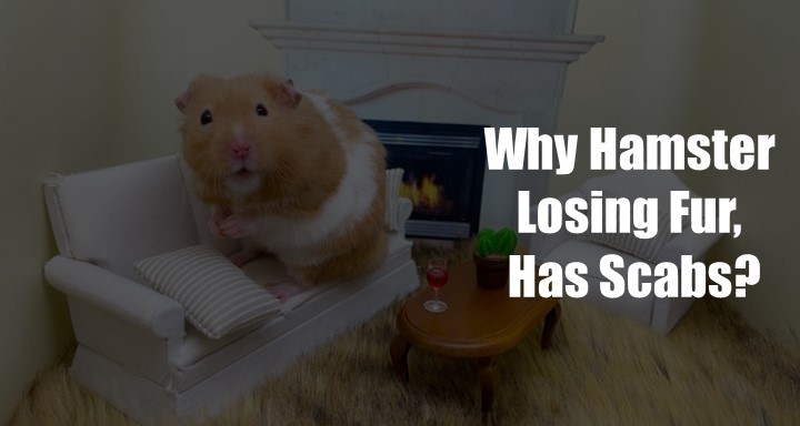 Hamster Losing Fur And Has Scab