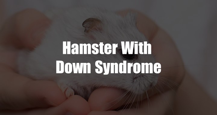 Hamsters With Down Syndrome