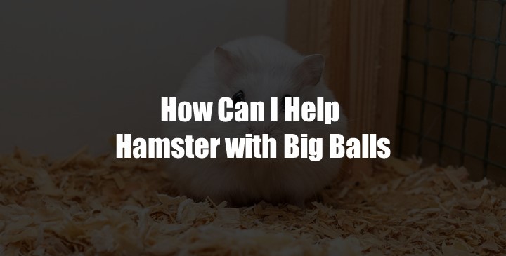 Hamsters with Big Balls
