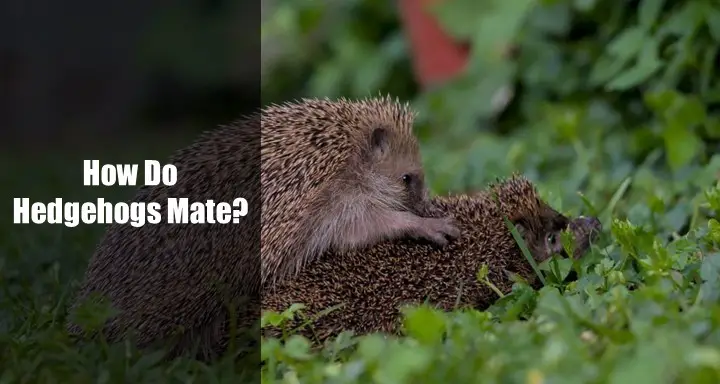 How Do Hedgehogs Mate