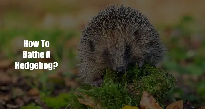 How To Bathe A Hedgehog