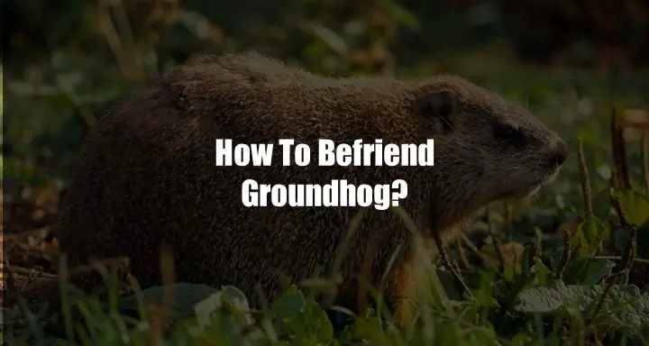 How To Befriend Groundhog