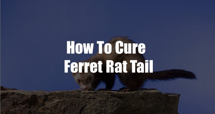 How To Cure A Ferret Rat Tail