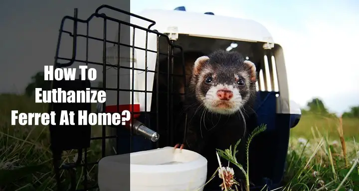 How To Euthanize Ferret At Home