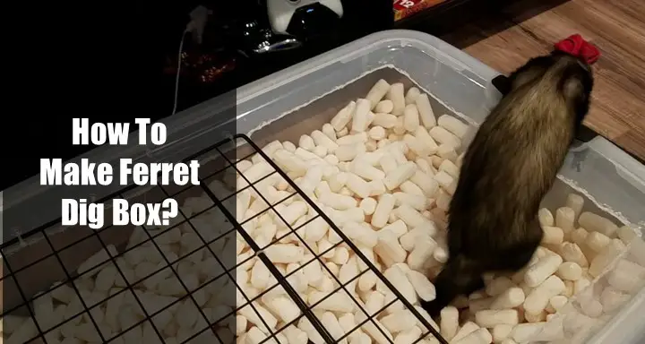 How To Make Ferret Dig Box