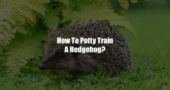 How To Potty Train A Hedgehog