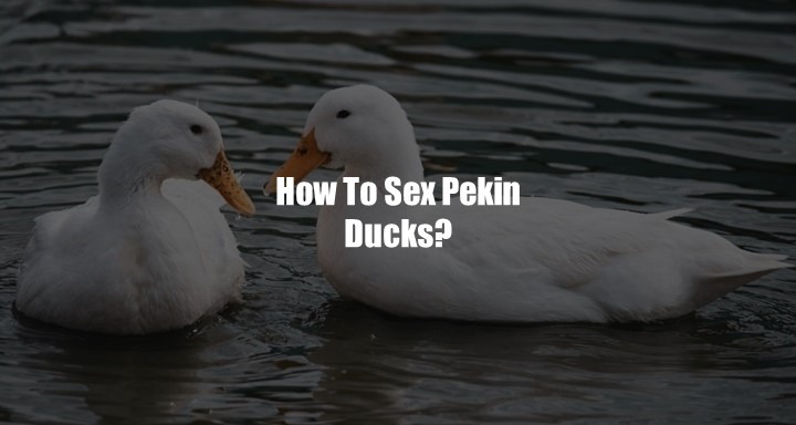 How To Sex Pekin Ducks