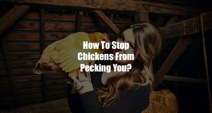How To Stop Chickens From Pecking You