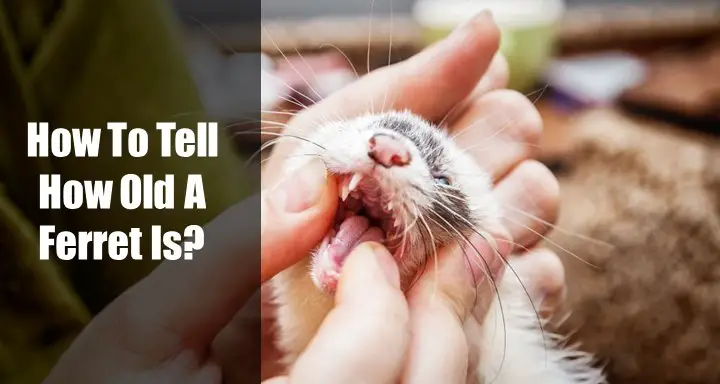 How To Tell How Old Ferret Is