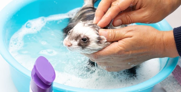 How to Bathe Ferrets