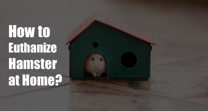How to Euthanize Hamster at Home